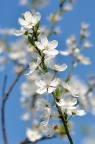 欧洲李 Prunus domestica