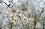 尾叶樱桃 Cerasus dielsiana