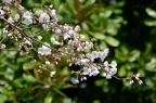 美国樱（大概不是正式中文名） Cerasus × yadoensis 'America' / Cerasus × yadoensis 'Akebono' アメリカ（アケボノ）