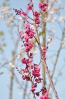 '中国红' 钟花樱桃 Cerasus campanulata 品种