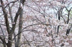 染井吉野樱 / 东京樱花 / 吉野樱 Cerasus × yedoensis 'Somei-yoshino' 染井吉野