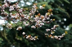 红叶李 / 紫叶李 Prunus cerasifera f. atropurpurea