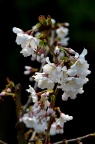 'Brilliant' 千岛樱 Prunus nipponica var. kurilensis 'Brilliant'
