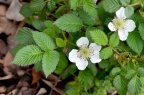 蓬蘽 / 蓬藟 Rubus hirsutus