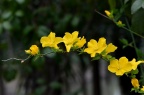 棣棠 / 棣棠花 Kerria japonica