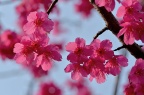 福建山樱花 / 钟花樱桃 / 绯樱 Cerasus campanulata