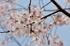 湖南樱花 Cerasus hunanensis