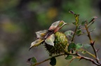 蓬藟 Rubus hirsutus