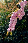 关山樱 Cerasus serrulata var. lannesiana 'Sekiyama'