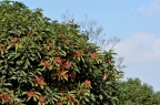 石楠 Photinia serratifolia