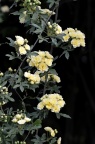 黄木香花 Rosa banksiae f. lutea