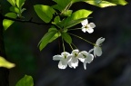 湖北海棠 Malus hupehensis