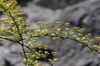 菱叶绣线菊 品种 Spiraea × vanhouttei 'Golden Fountain'