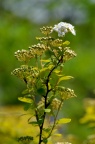 菱叶绣线菊 品种 Spiraea × vanhouttei 'Golden Fountain'