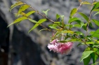 富士樱 品种 Prunus incisa 'Oshidori'