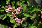 茅莓 Rubus parvifolius