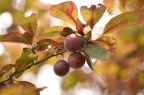 红叶李 / 紫叶李 Prunus cerasifera f. atropurpurea 果实
