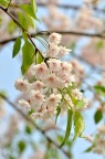 八重红枝垂樱（八重紅枝垂桜・遠藤桜）Cerasus spachiana 'Pleno-rosea'