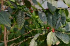 小粒咖啡 Coffea arabica
