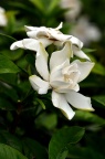 栀子 Gardenia jasminoides