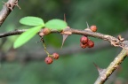 竹叶花椒 Zanthoxylum armatum