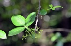 竹叶花椒 Zanthoxylum armatum