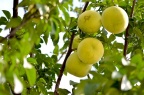 柚 Citrus maxima