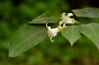 酸橙 / 玳玳花 Citrus × aurantium