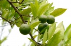 柑橘 Citrus reticulata