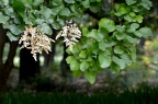细花泡花树 Meliosma parviflora