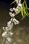 垂柳 Salix babylonica 柳絮