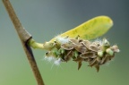 垂柳 Salix babylonica