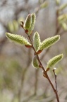 灰柳 Salix cinerea