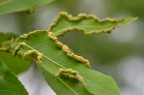 南川柳 Salix rosthornii