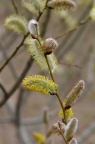 银柳 Salix argyracea