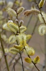 银柳 Salix argyracea