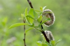 银柳 Salix argyracea ？求确认。