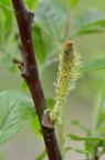 银柳 Salix argyracea ？求确认。