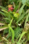 瓶子草 属 Sarracenia sp.，正开花