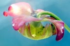 猩红瓶子草 Sarracenia 'Scarlet Belle' 花
