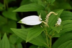 三白草科 Saururaceae
