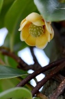 冷饭藤 Kadsura oblongifolia
