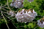 毛泡桐 Paulownia tomentosa