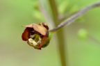 玄参 Scrophularia ningpoensis
