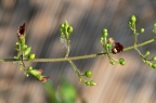 玄参 Scrophularia ningpoensis