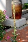 毛蕊花 Verbascum thapsus