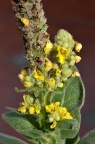 毛蕊花 Verbascum thapsus