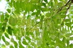 臭椿 / 樗(chū) Ailanthus altissima