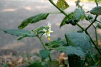 龙葵 Solanum nigrum