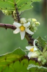 Solanum quitoense 奎东茄 / 可乐茄 / 刺茄